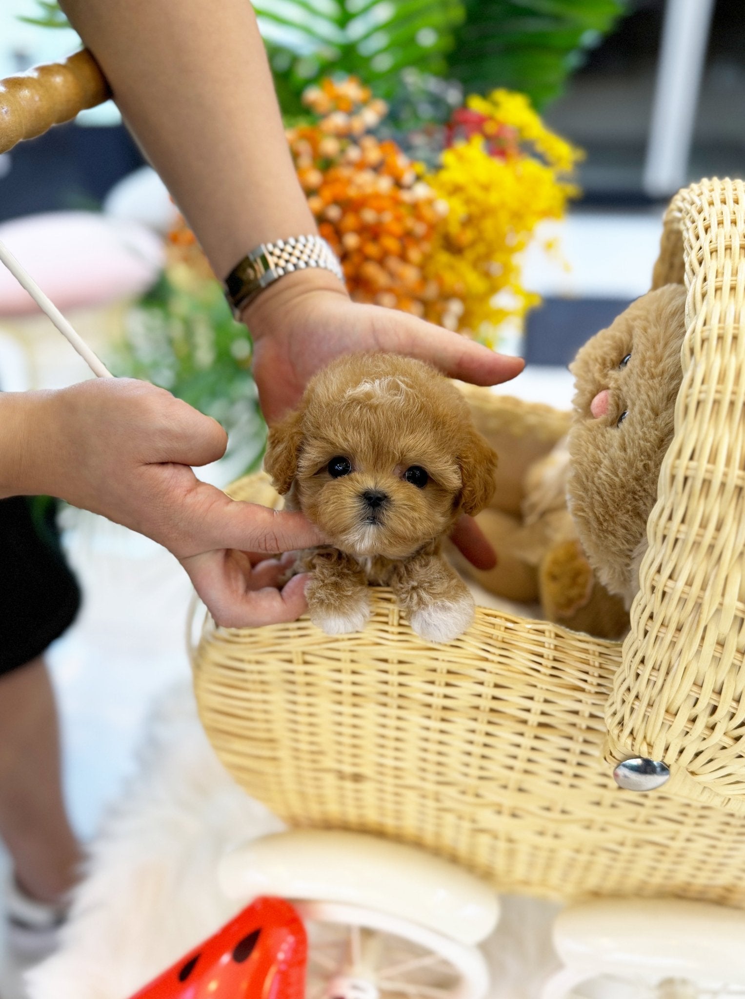 Maltipoo - Tamama(Female) - Beautiful puppy teacup puppy with adorable features available for adoption from Velydog