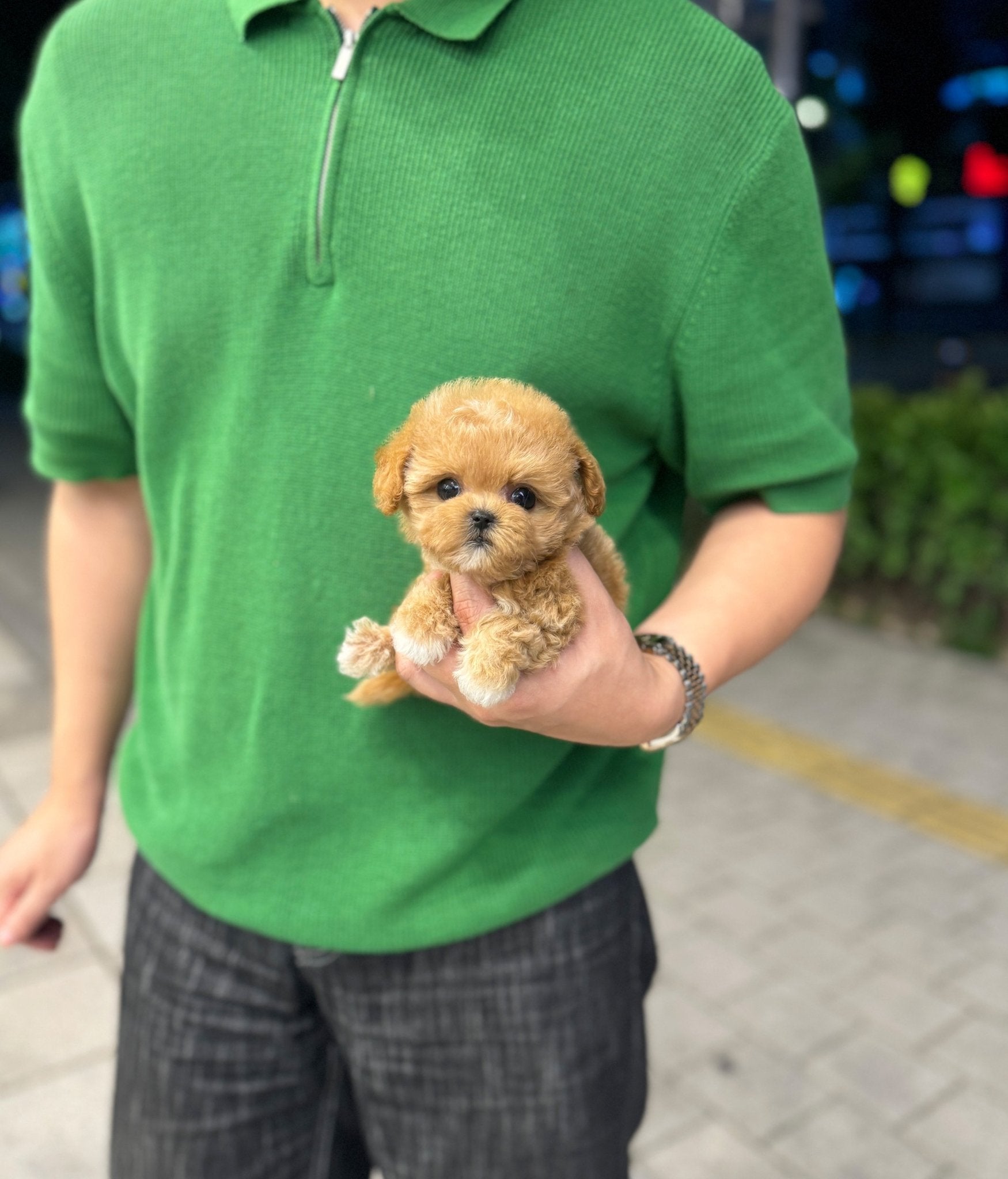 Maltipoo - Tamama(Female) - Beautiful puppy teacup puppy with adorable features available for adoption from Velydog