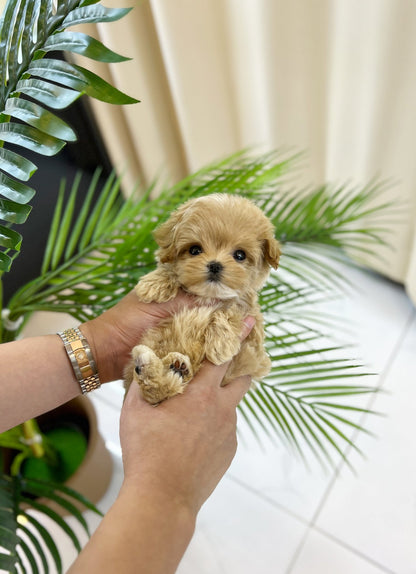 Maltipoo - Terry(Male) - Beautiful puppy teacup puppy with adorable features available for adoption from Velydog