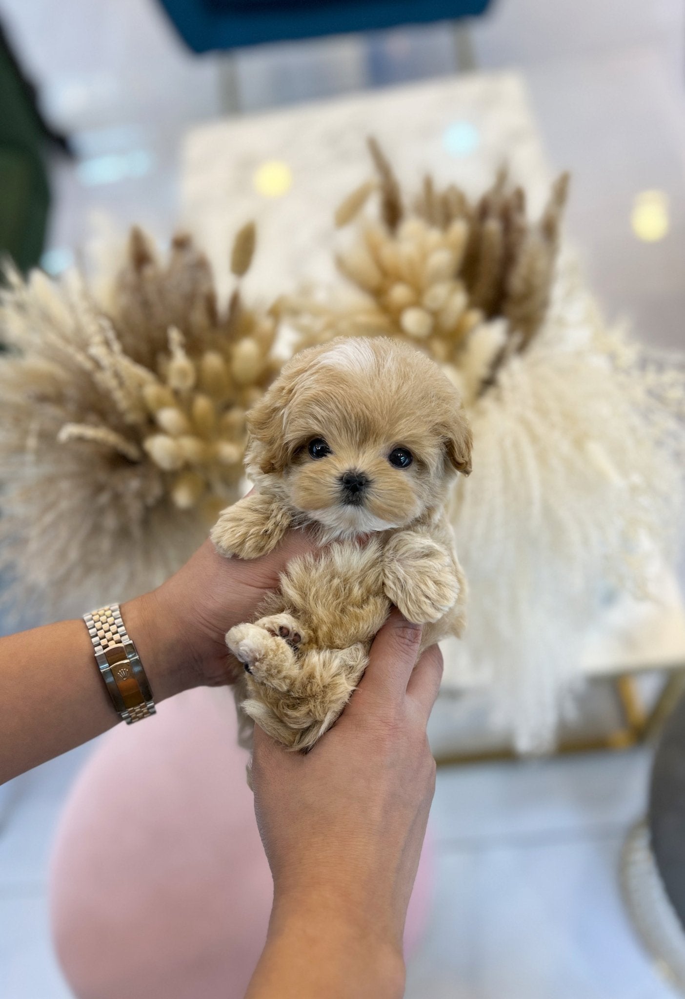 Maltipoo - Terry(Male) - Beautiful puppy teacup puppy with adorable features available for adoption from Velydog