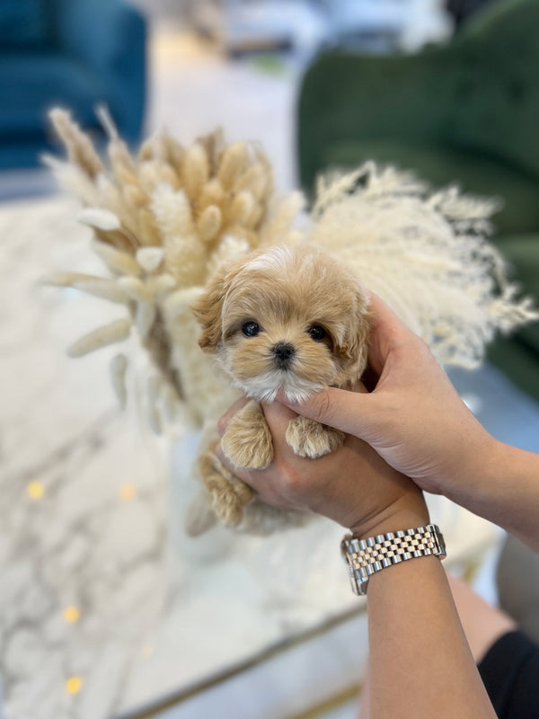 Maltipoo - Terry(Male) - Beautiful puppy teacup puppy with adorable features available for adoption from Velydog