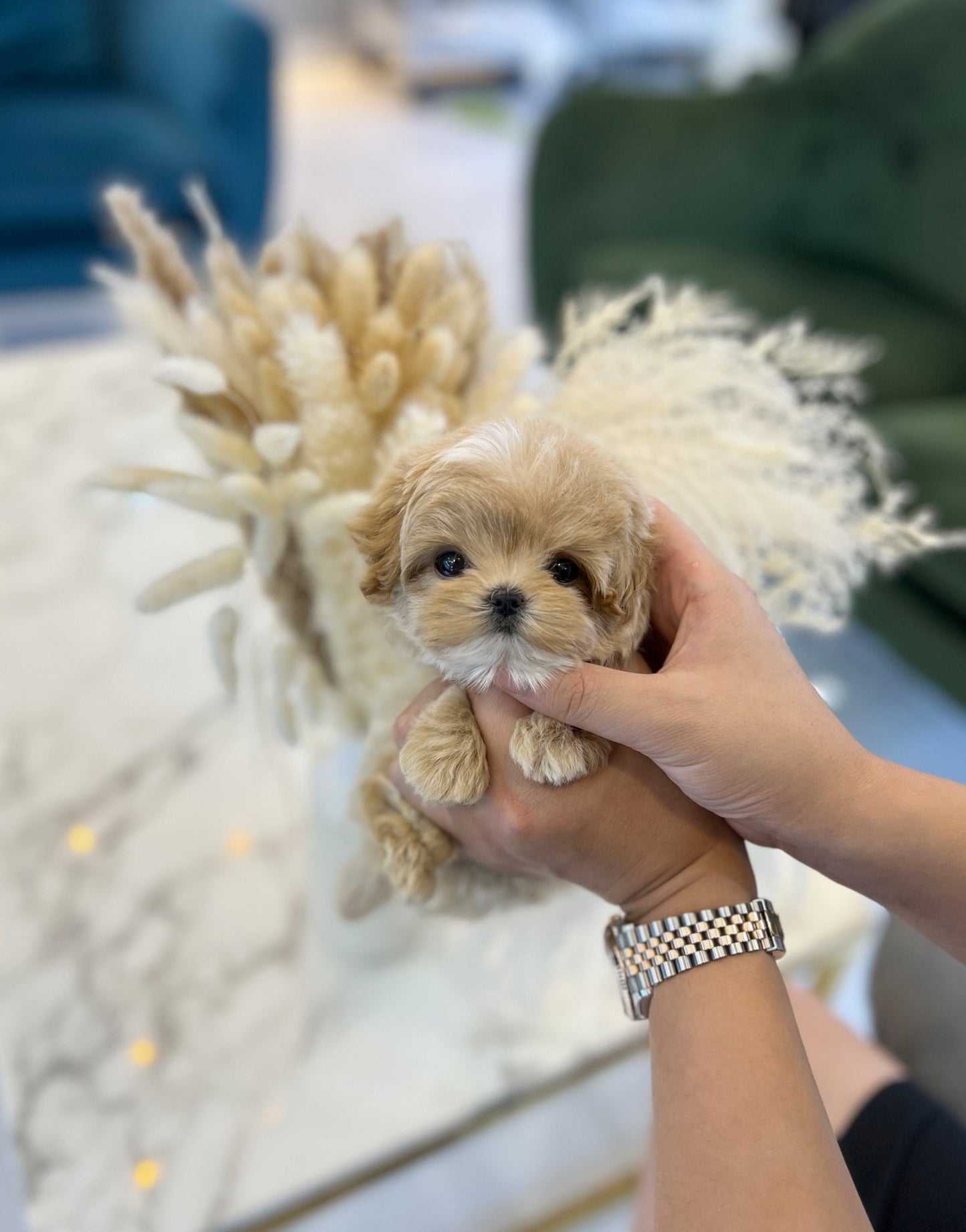 Maltipoo - Terry(Male) - Beautiful puppy teacup puppy with adorable features available for adoption from Velydog