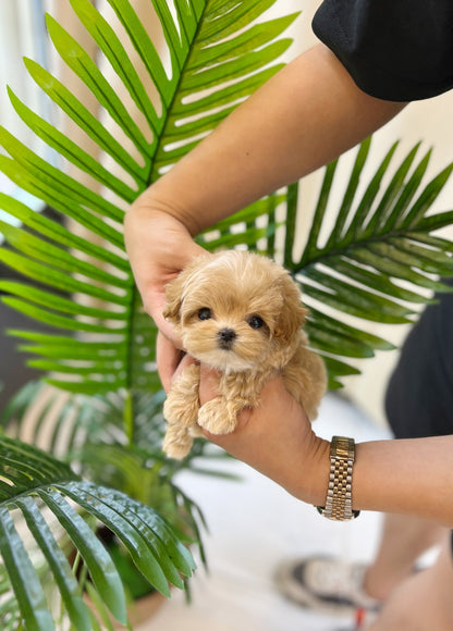 Maltipoo - Terry(Male) - Beautiful puppy teacup puppy with adorable features available for adoption from Velydog