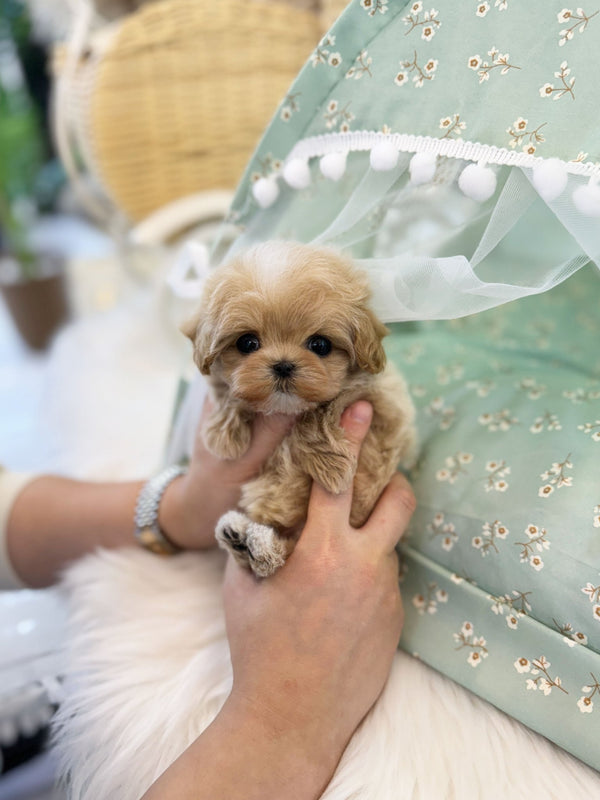 Maltipoo - Thea(Female) - Beautiful puppy teacup puppy with adorable features available for adoption from Velydog