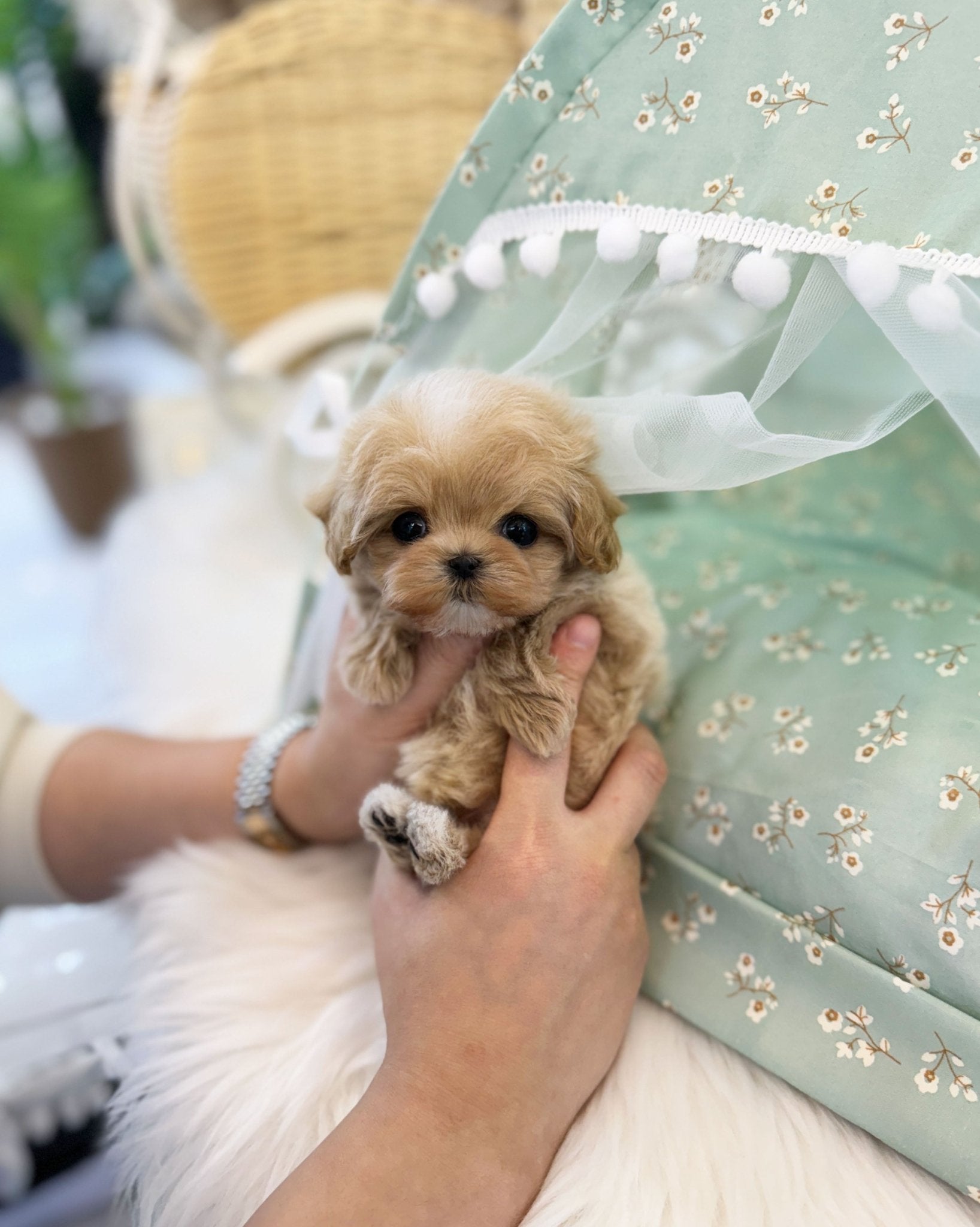 Maltipoo - Thea(Female) - Beautiful puppy teacup puppy with adorable features available for adoption from Velydog