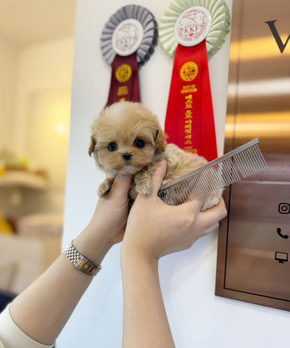 Maltipoo - Thea(Female) - Beautiful puppy teacup puppy with adorable features available for adoption from Velydog