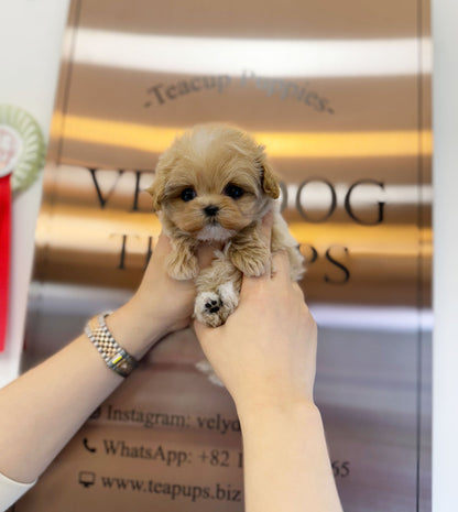 Maltipoo - Thea(Female) - Beautiful puppy teacup puppy with adorable features available for adoption from Velydog