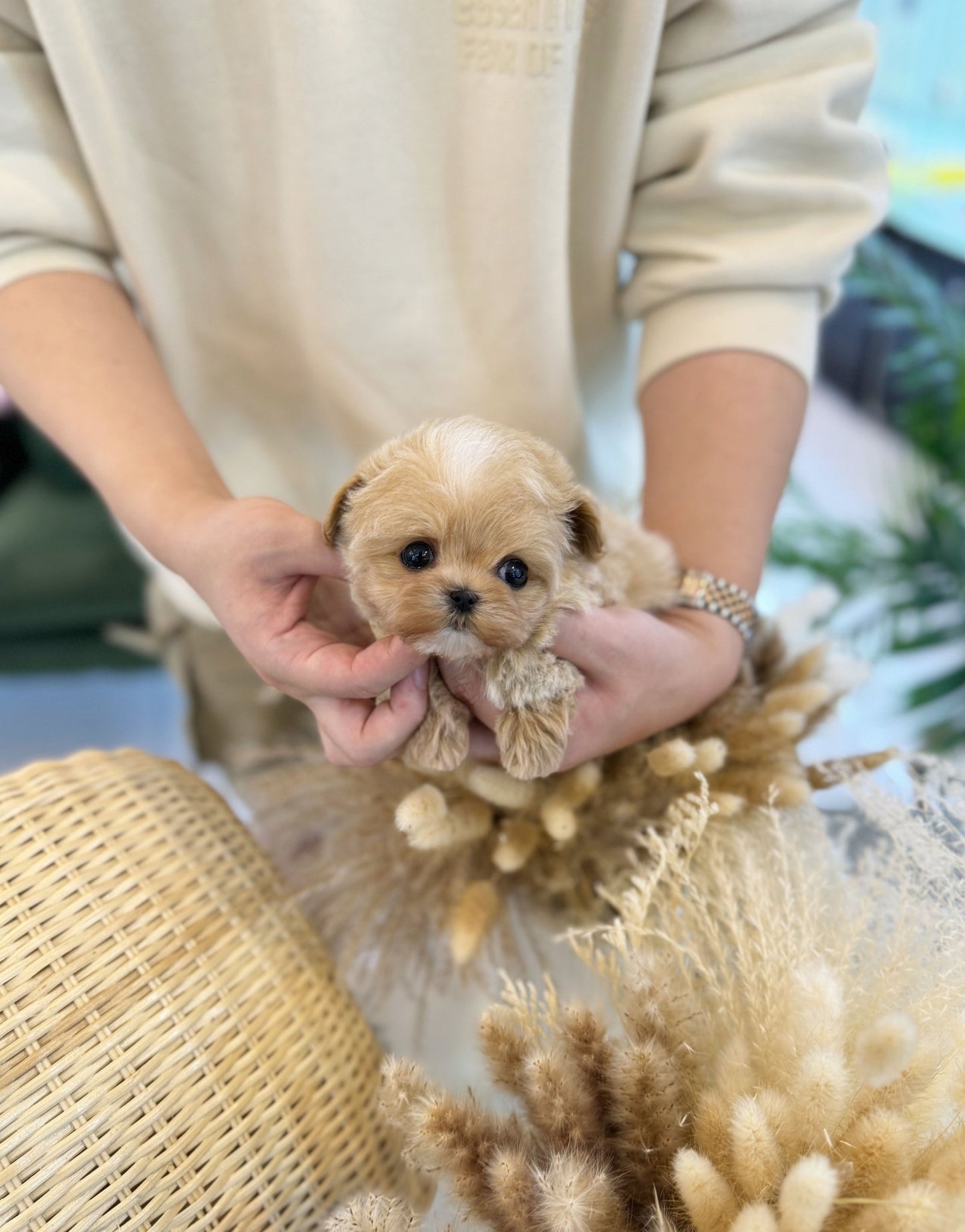 Maltipoo - Thea(Female) - Beautiful puppy teacup puppy with adorable features available for adoption from Velydog