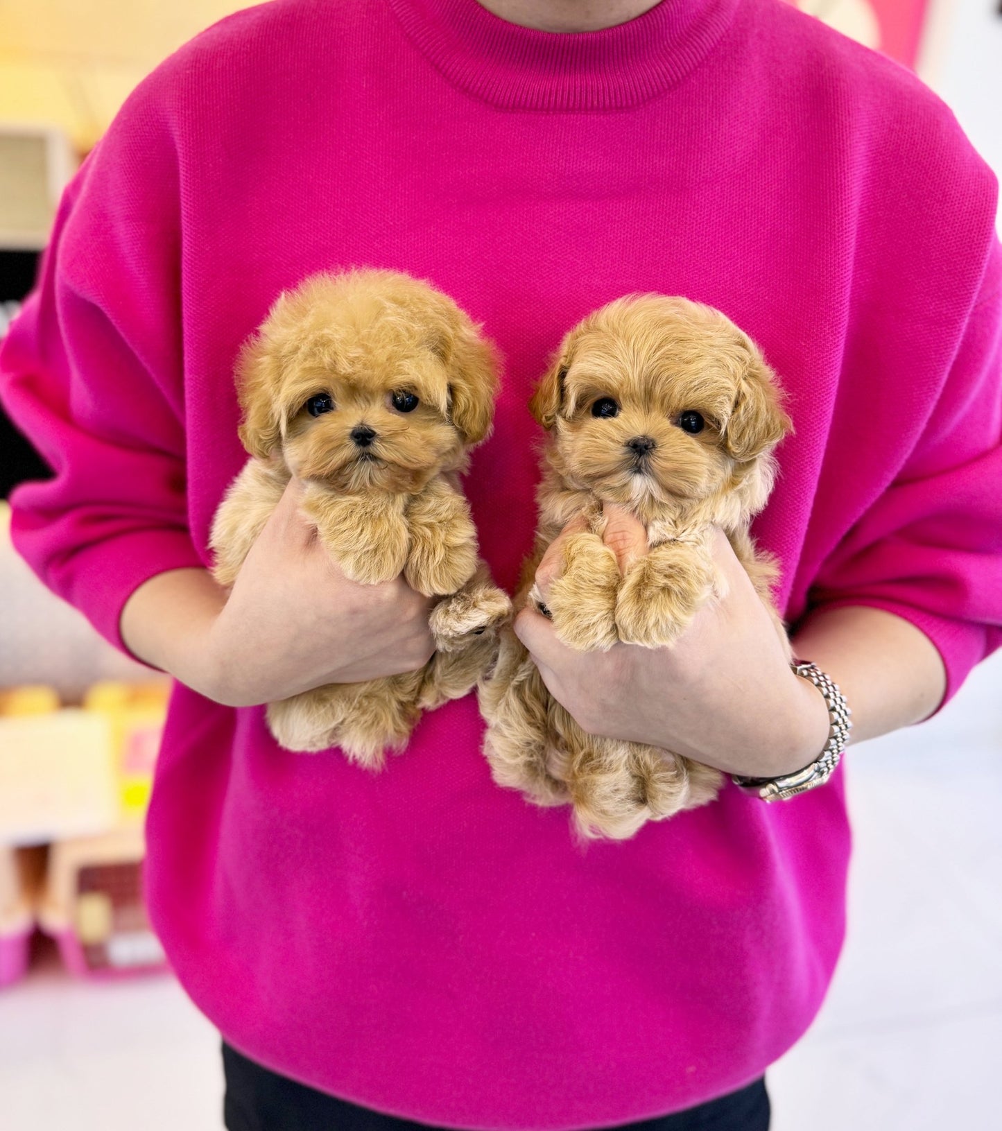 Maltipoo - Tico&Zico - Beautiful puppy teacup puppy with adorable features available for adoption from Velydog