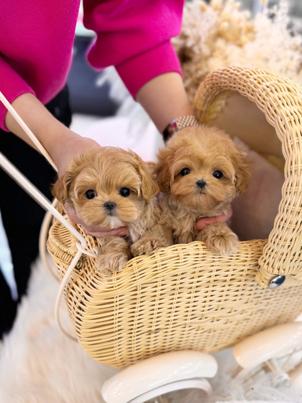 Maltipoo - Tico&Zico - Beautiful puppy teacup puppy with adorable features available for adoption from Velydog
