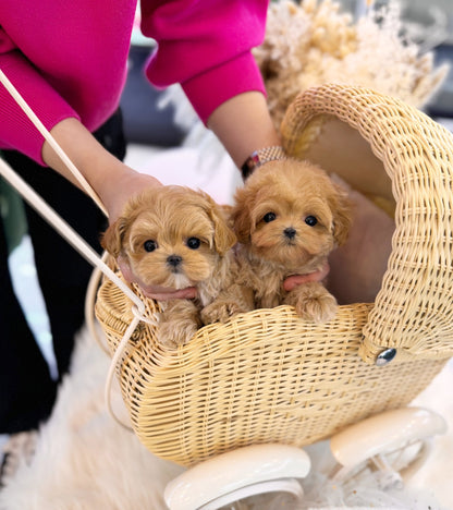 Maltipoo - Tico&Zico - Beautiful puppy teacup puppy with adorable features available for adoption from Velydog