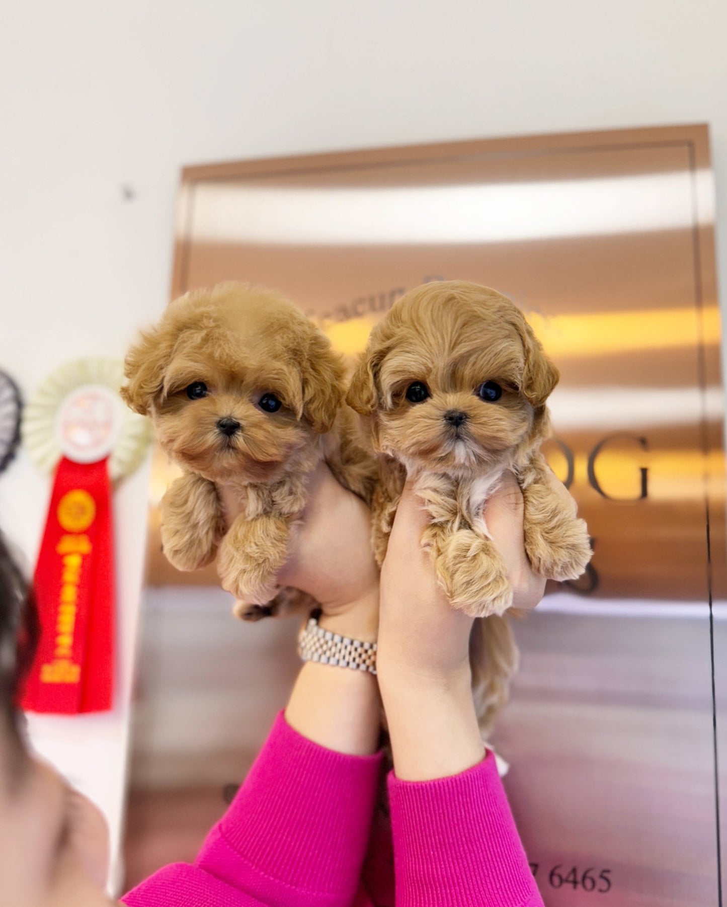 Maltipoo - Tico&Zico - Beautiful puppy teacup puppy with adorable features available for adoption from Velydog