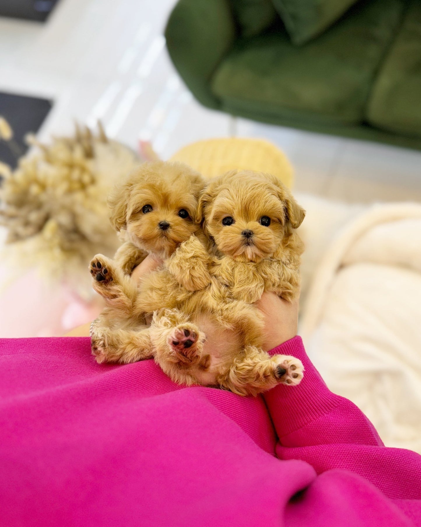 Maltipoo - Tico&Zico - Beautiful puppy teacup puppy with adorable features available for adoption from Velydog