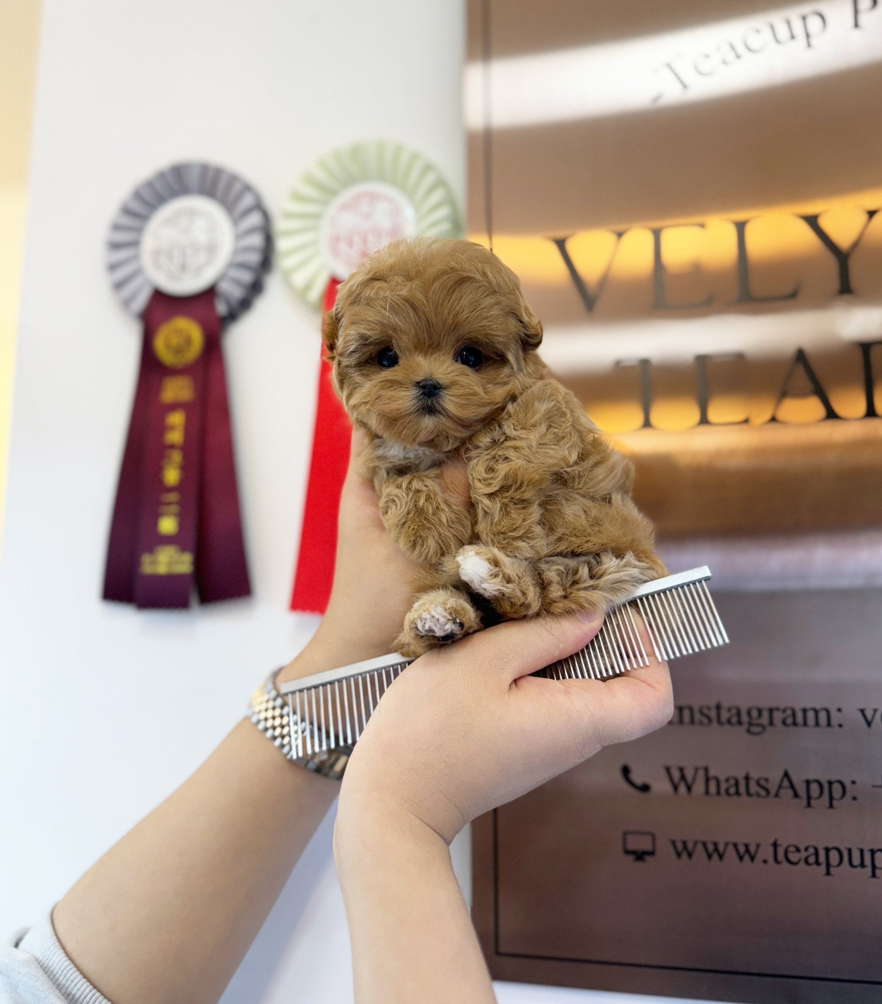 Maltipoo - Tifanny(Female) - Beautiful puppy teacup puppy with adorable features available for adoption from Velydog