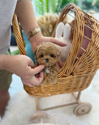 Maltipoo - Tifanny(Female) - Beautiful puppy teacup puppy with adorable features available for adoption from Velydog