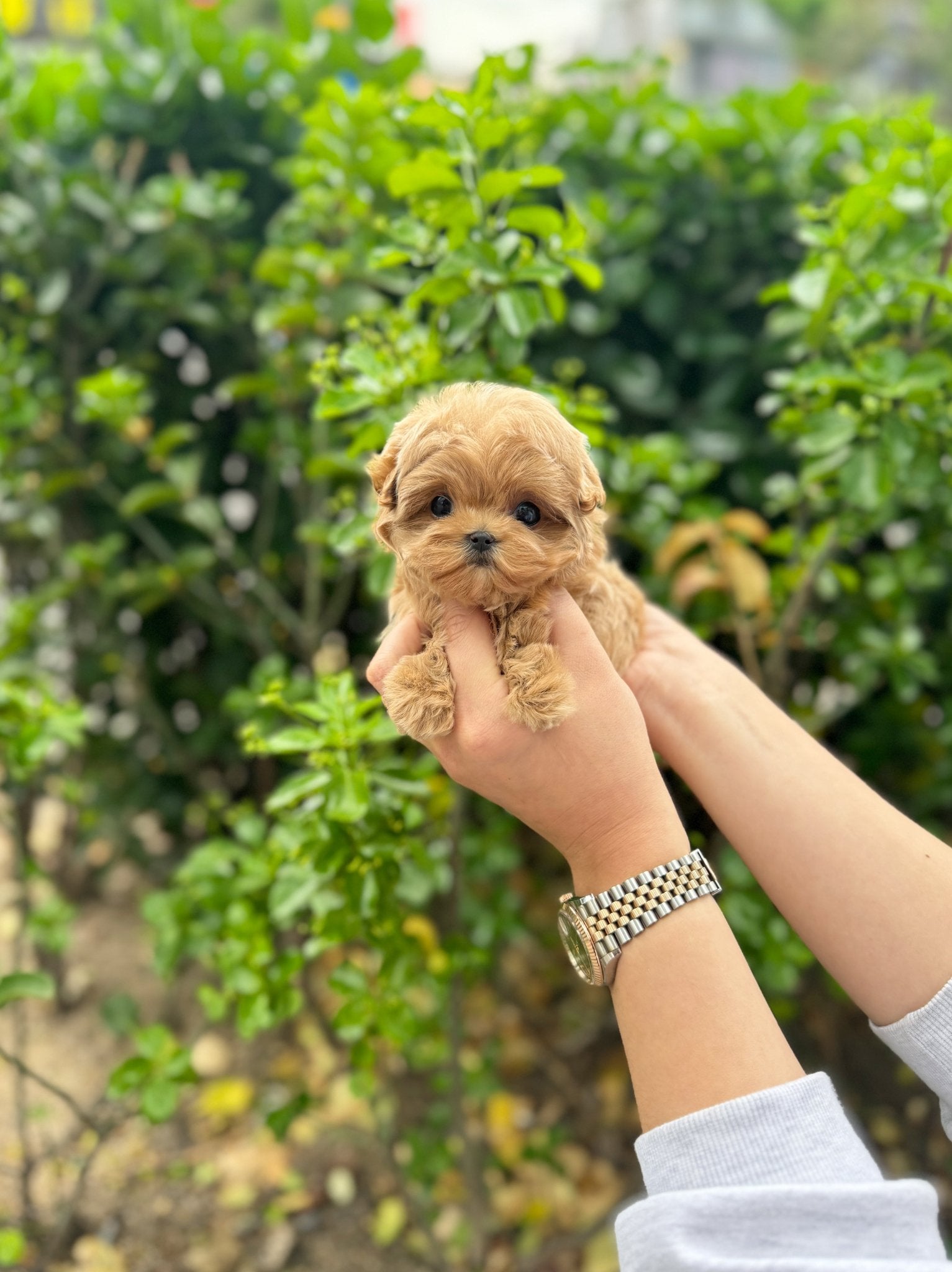 Maltipoo - Tifanny(Female) - Beautiful puppy teacup puppy with adorable features available for adoption from Velydog