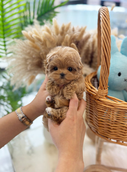 Maltipoo - Tifanny(Female) - Beautiful puppy teacup puppy with adorable features available for adoption from Velydog