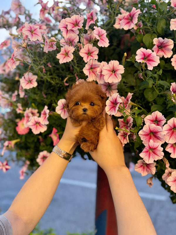 Maltipoo - Tilly(Female) - Beautiful puppy teacup puppy with adorable features available for adoption from Velydog