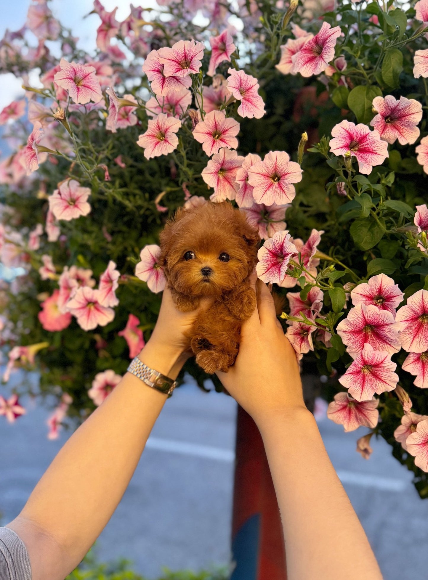 Maltipoo - Tilly(Female) - Beautiful puppy teacup puppy with adorable features available for adoption from Velydog