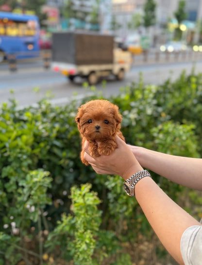 Maltipoo - Tilly(Female) - Beautiful puppy teacup puppy with adorable features available for adoption from Velydog