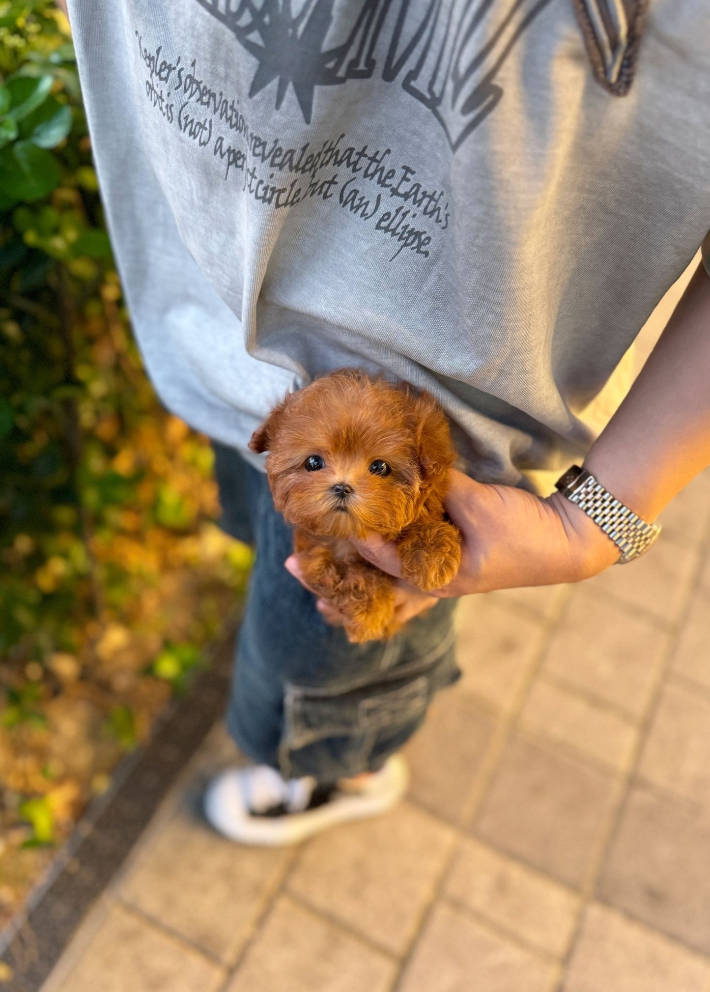 Maltipoo - Tilly(Female) - Beautiful puppy teacup puppy with adorable features available for adoption from Velydog