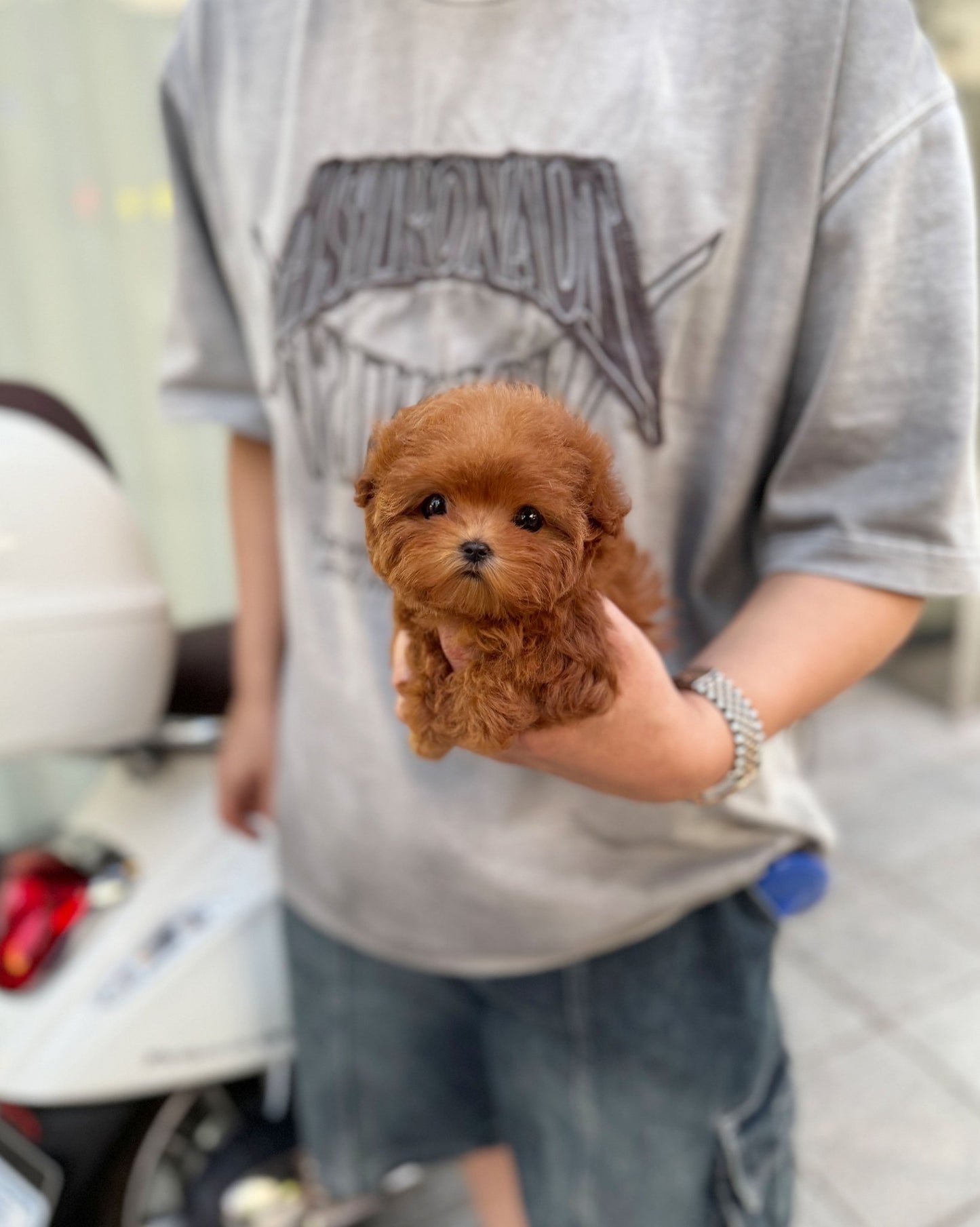 Maltipoo - Tilly(Female) - Beautiful puppy teacup puppy with adorable features available for adoption from Velydog