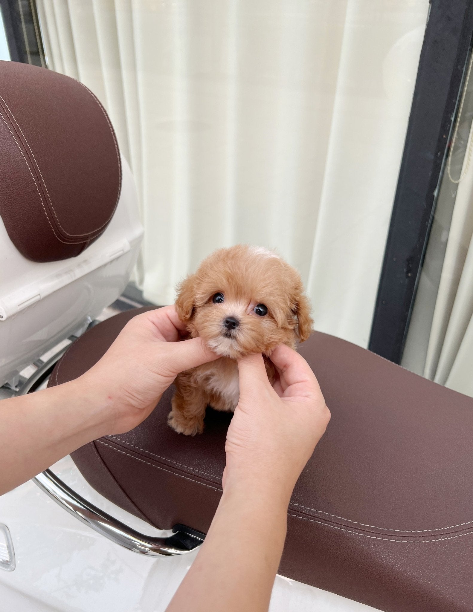 Maltipoo - Timo(Female) - Beautiful puppy teacup puppy with adorable features available for adoption from Velydog