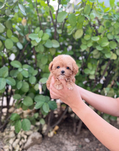 Maltipoo - Timo(Female) - Beautiful puppy teacup puppy with adorable features available for adoption from Velydog