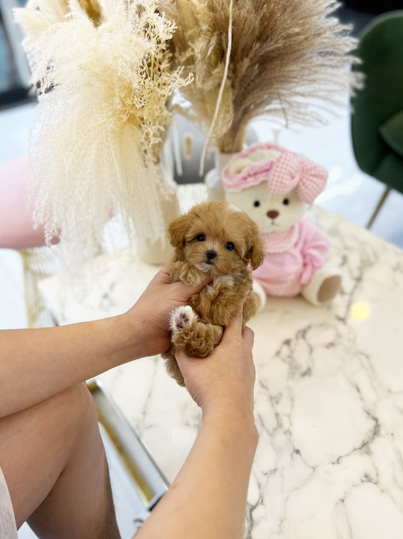 Maltipoo - Timo(Female) - Beautiful puppy teacup puppy with adorable features available for adoption from Velydog