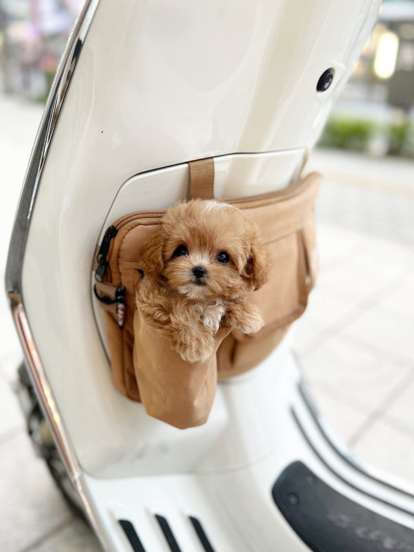 Maltipoo - Timo(Female) - Beautiful puppy teacup puppy with adorable features available for adoption from Velydog