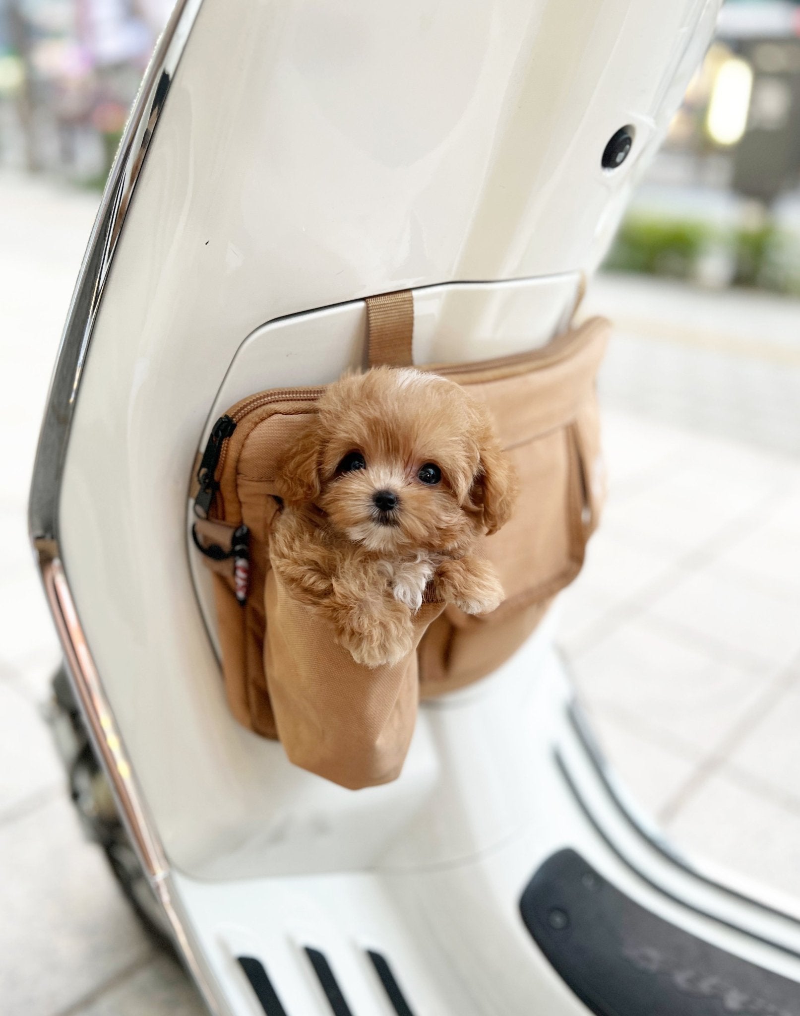 Maltipoo - Timo(Female) - Beautiful puppy teacup puppy with adorable features available for adoption from Velydog