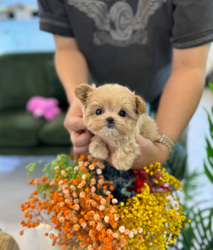 Maltipoo - Tinco(Female) - Beautiful puppy teacup puppy with adorable features available for adoption from Velydog