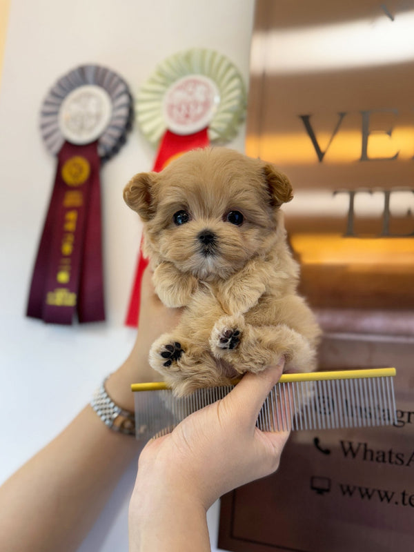 Maltipoo - Tinco(Female) - Beautiful puppy teacup puppy with adorable features available for adoption from Velydog