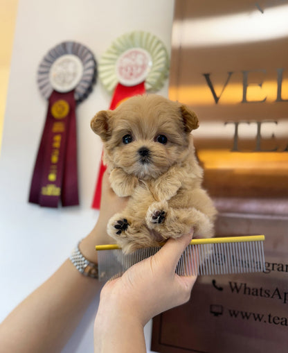 Maltipoo - Tinco(Female) - Beautiful puppy teacup puppy with adorable features available for adoption from Velydog