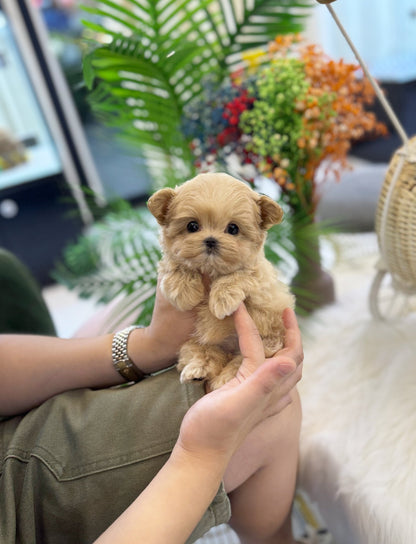 Maltipoo - Tinco(Female) - Beautiful puppy teacup puppy with adorable features available for adoption from Velydog