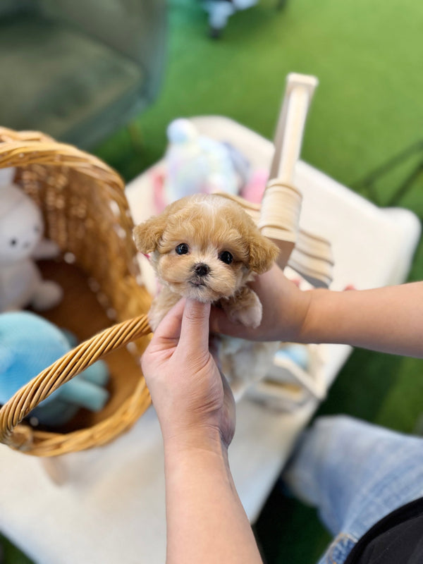 Maltipoo - Tippy(Female) - Beautiful puppy teacup puppy with adorable features available for adoption from Velydog