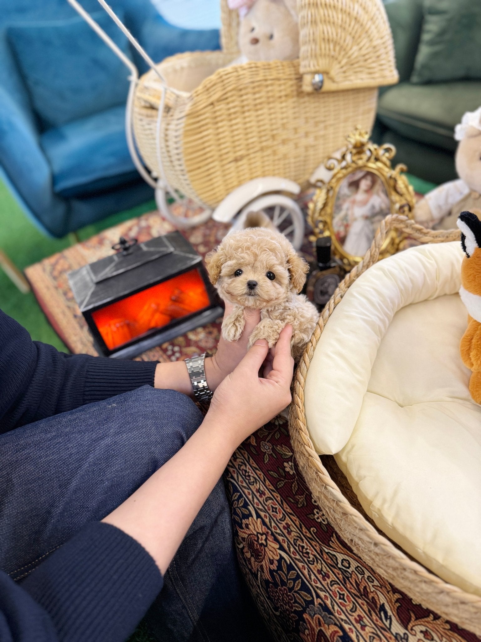 Maltipoo - Toffee(Male) - Beautiful puppy teacup puppy with adorable features available for adoption from Velydog
