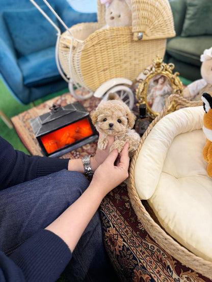 Maltipoo - Toffee(Male) - Beautiful puppy teacup puppy with adorable features available for adoption from Velydog
