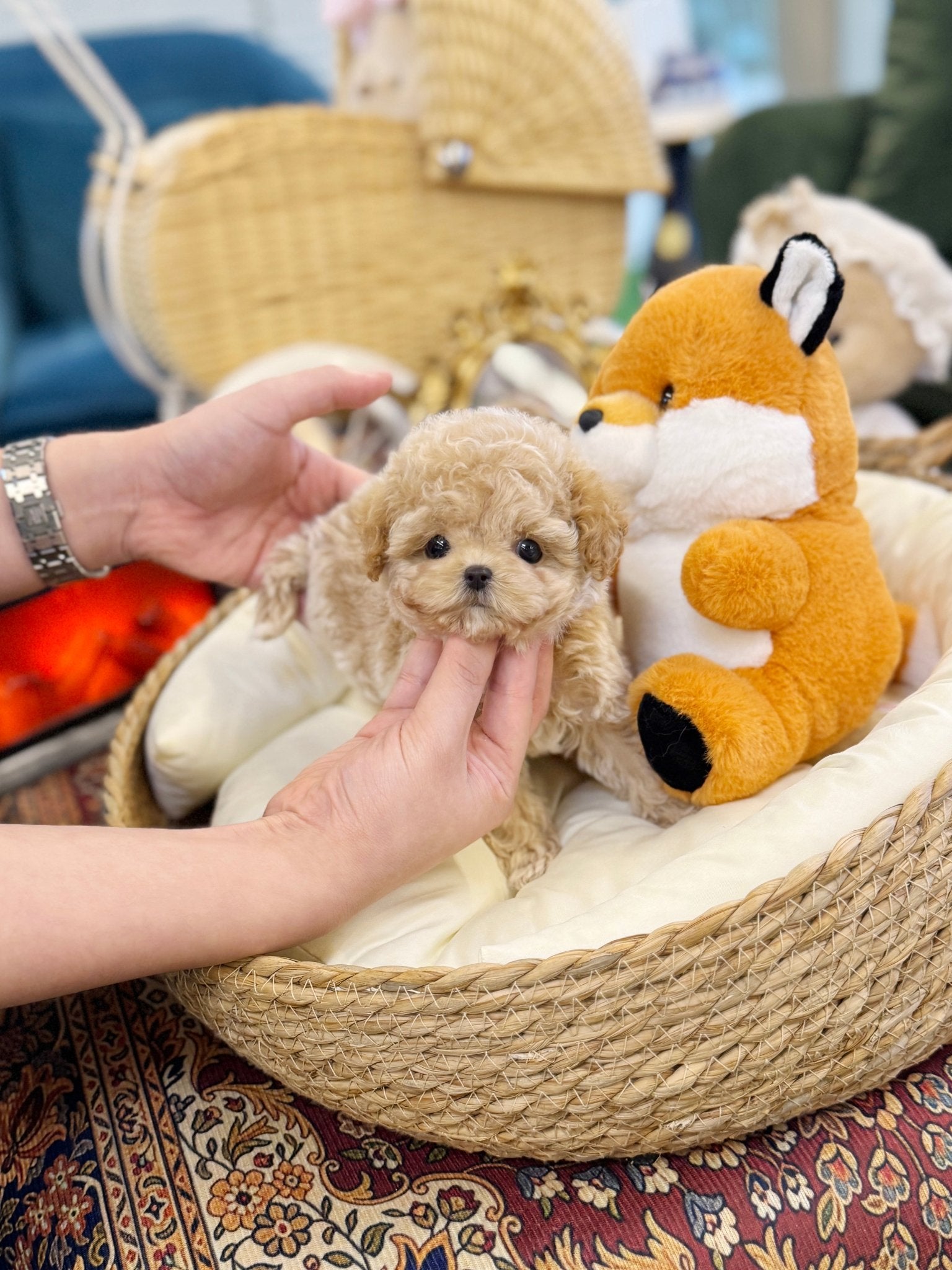 Maltipoo - Toffee(Male) - Beautiful puppy teacup puppy with adorable features available for adoption from Velydog