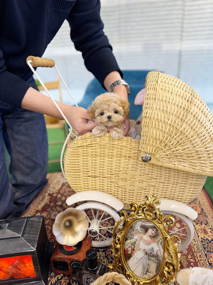 Maltipoo - Toffee(Male) - Beautiful puppy teacup puppy with adorable features available for adoption from Velydog