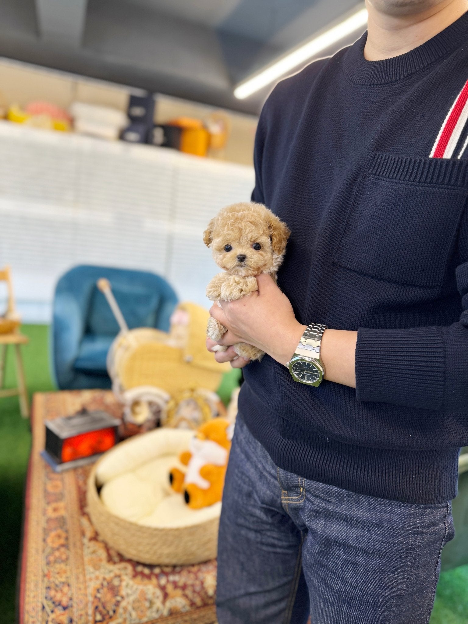 Maltipoo - Toffee(Male) - Beautiful puppy teacup puppy with adorable features available for adoption from Velydog