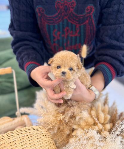 Maltipoo - Toka(Female) - Beautiful puppy teacup puppy with adorable features available for adoption from Velydog