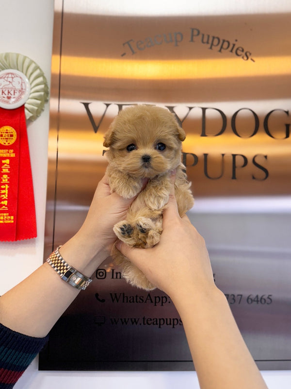 Maltipoo - Toka(Female) - Beautiful puppy teacup puppy with adorable features available for adoption from Velydog