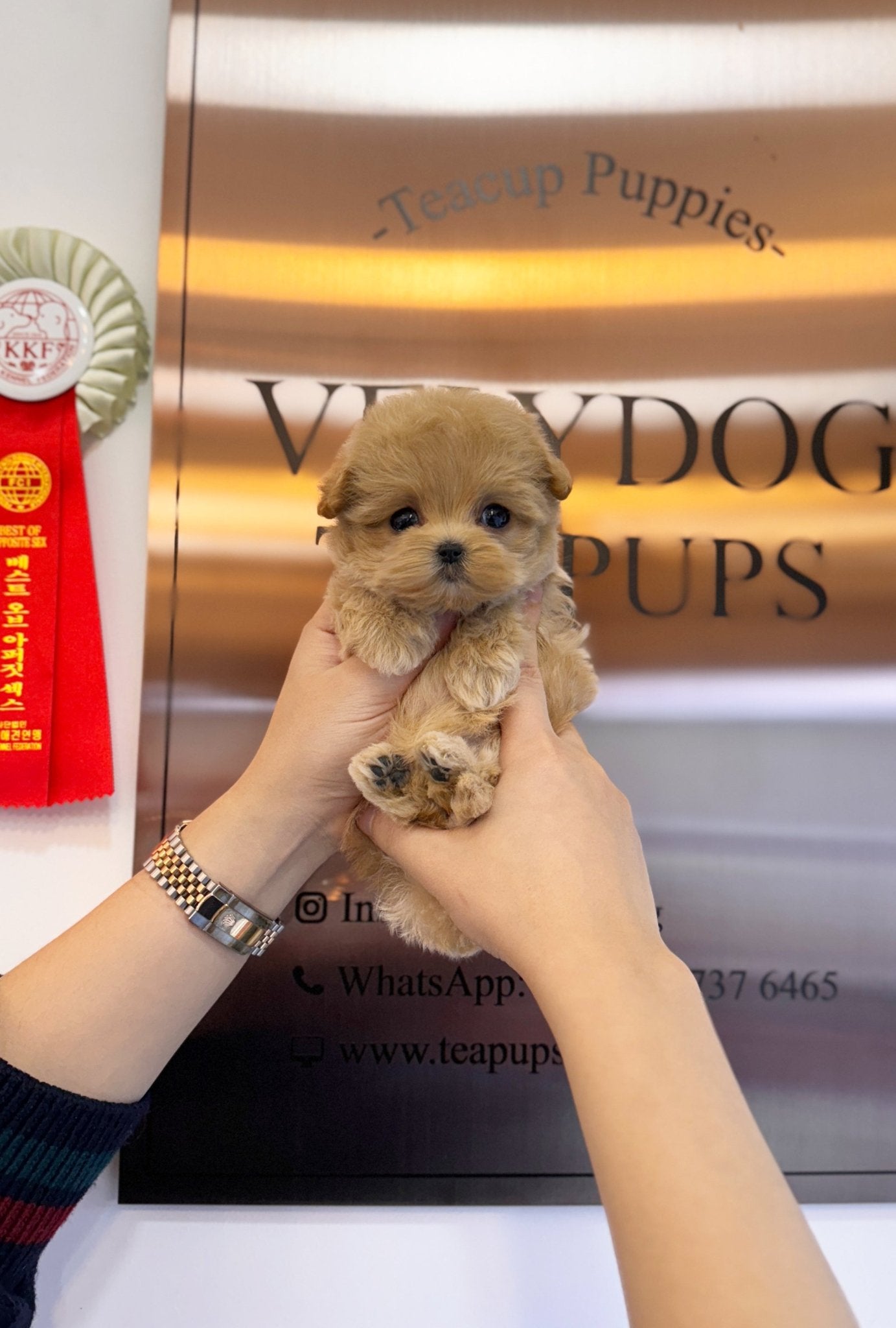 Maltipoo - Toka(Female) - Beautiful puppy teacup puppy with adorable features available for adoption from Velydog