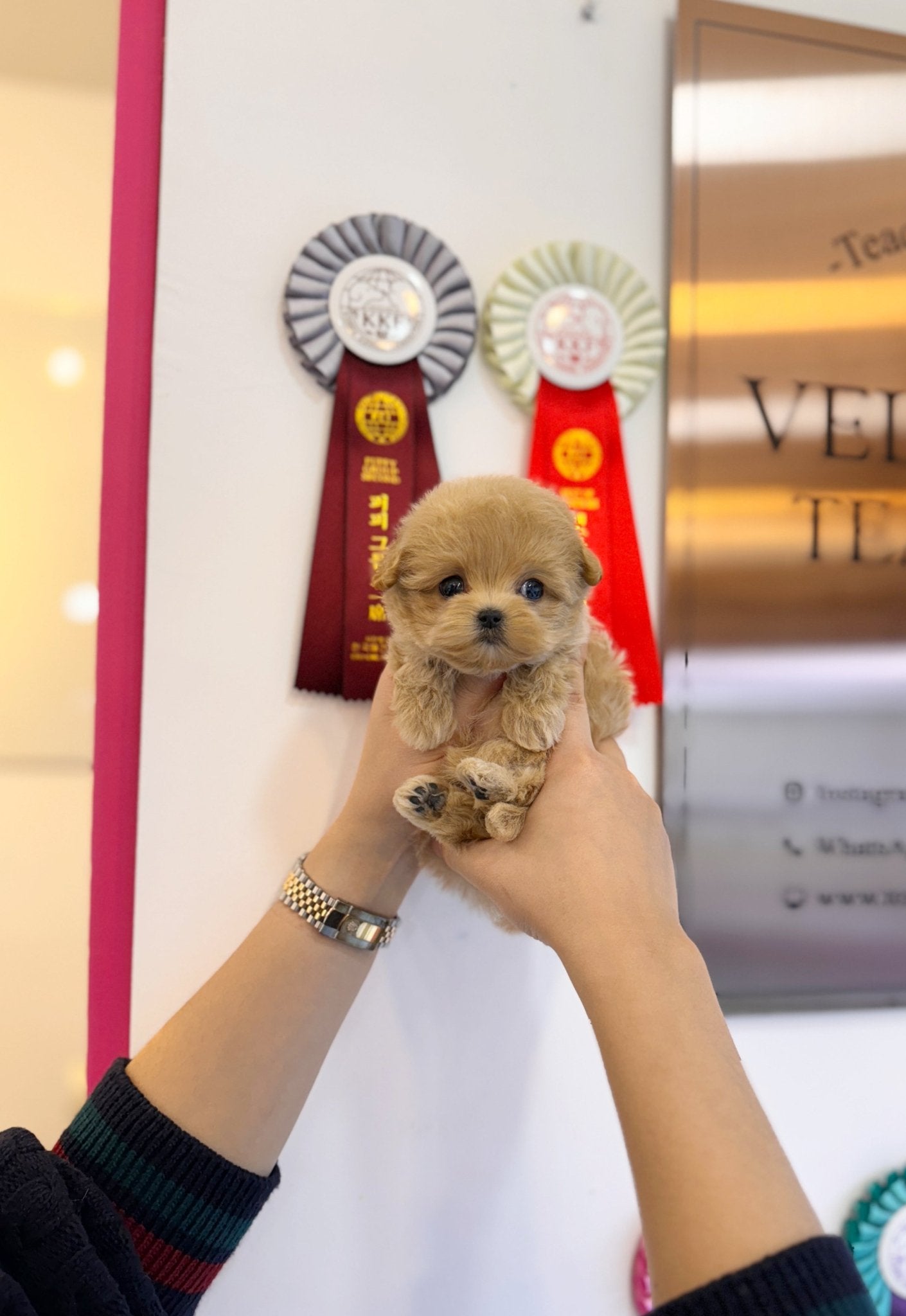 Maltipoo - Toka(Female) - Beautiful puppy teacup puppy with adorable features available for adoption from Velydog