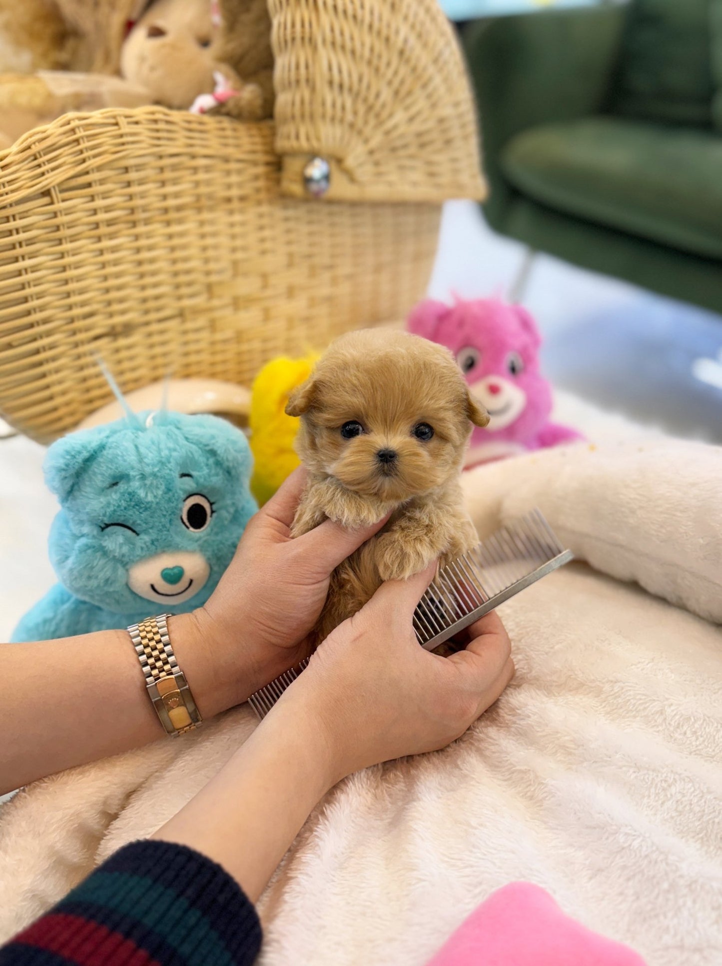 Maltipoo - Toka(Female) - Beautiful puppy teacup puppy with adorable features available for adoption from Velydog