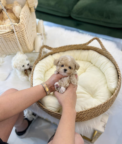 Maltipoo - Toki(Female) - Beautiful puppy teacup puppy with adorable features available for adoption from Velydog