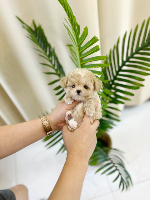 Maltipoo - Toki(Female) - Beautiful puppy teacup puppy with adorable features available for adoption from Velydog