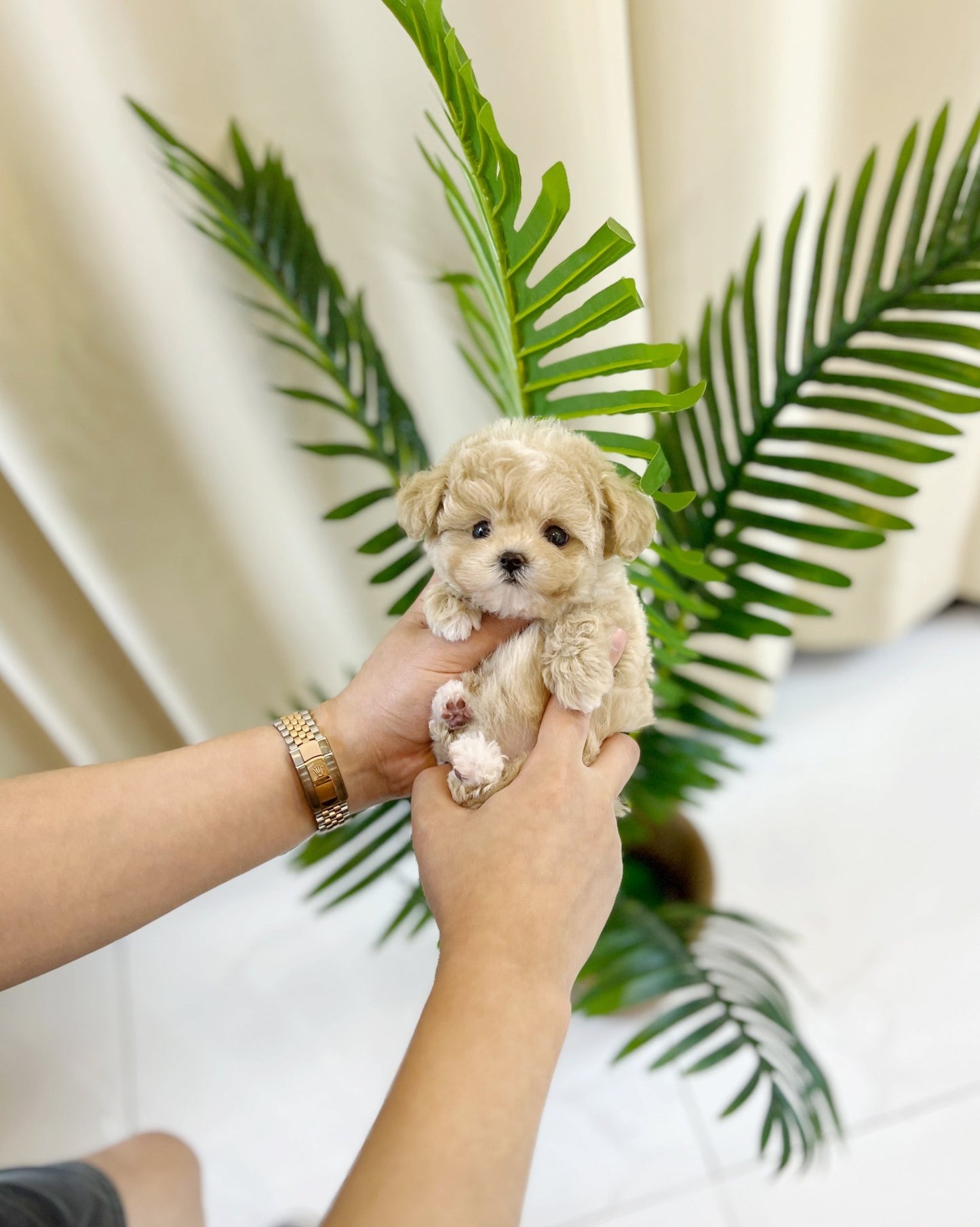 Maltipoo - Toki(Female) - Beautiful puppy teacup puppy with adorable features available for adoption from Velydog