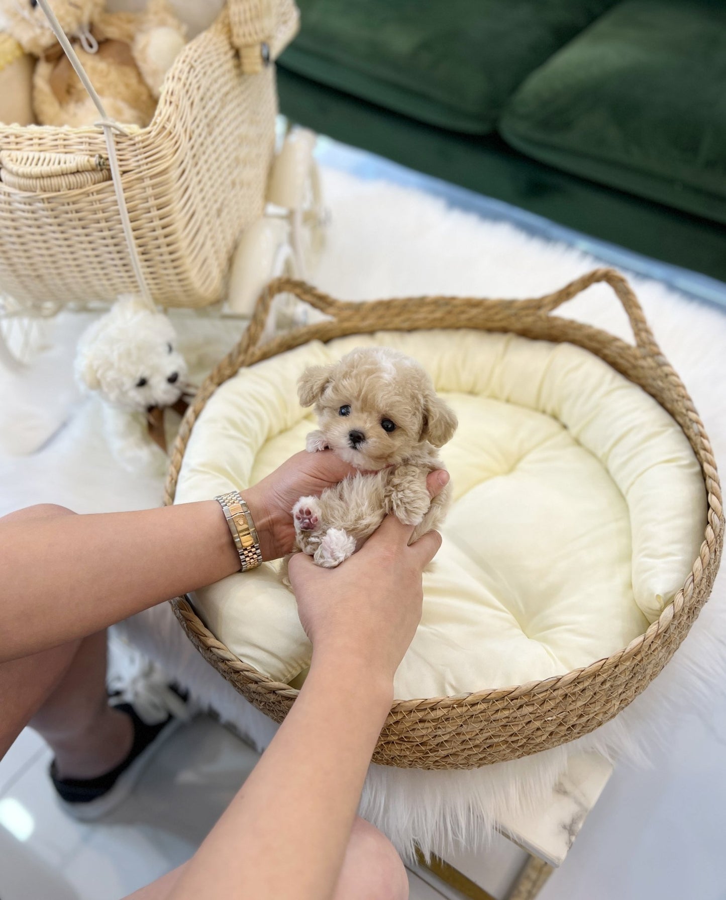 Maltipoo - Toki(Female) - Beautiful puppy teacup puppy with adorable features available for adoption from Velydog